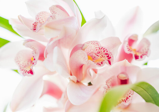 シンビジウム Images – Browse 903 Stock Photos, Vectors, and Video