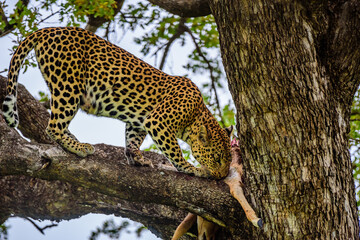 A leopard on a tree with a kill of impala in Kruger NP South Africa.