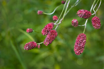 Beautiful red flower on green natural background. Macro. Sanguisorba officinalis. Plant close up.