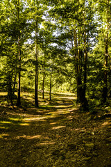 woodland natural environment with green pastures and plants with fir type of trees in summer season