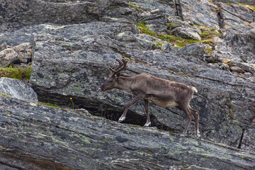 Reindeer is grazed on the stony slope of mountain, Finnmark, Northern Norway