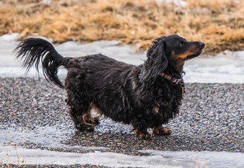 long-haired dachshund