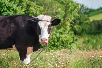 Close up of a black and white cow on a green meadow on a sunny spring day.