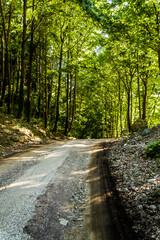 woodland natural environment with green pastures and plants with fir type of trees in summer season