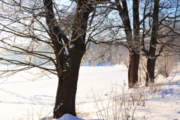frozen river and trees in winter season