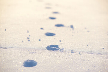 Rabbit tracks on the white sparkling snow. Winter background.