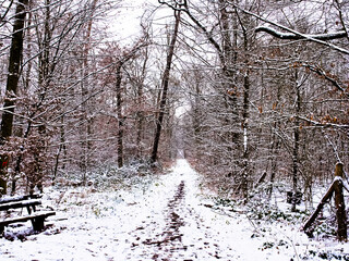 Winterwald im Schnee