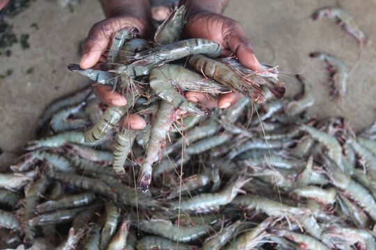 freshly harvested shrimp in hand tiger prawn in hand shrimp culture in india