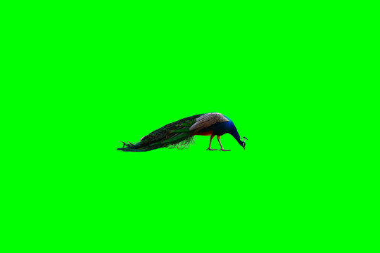 7 097 Best Green Screen Bird Images Stock Photos Vectors Adobe Stock