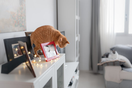 brown tabby cat plays on top of a piece of furniture with a row of led lights