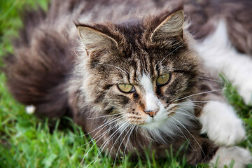 Maine Coon Katze