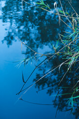 Green leaves on lakeshore with reflection in blue water, serene nature