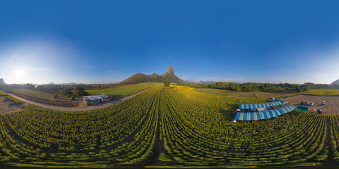 360 panorama by 180 degrees angle seamless panorama of aerial view of full bloom sunflower field...