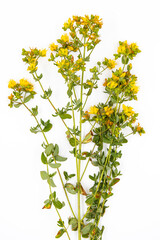 Hypericum - yellow wild flower on a white background is used in medicine.