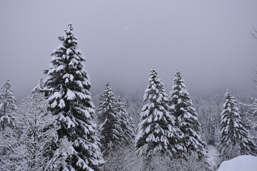 snow covered trees
