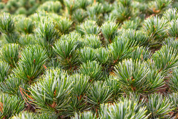 Close up on a natural background covered with green pine thorns on a pine