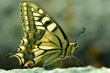 Papilio machaon butterfly