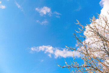 Scenery. Blue sky with clouds and branches of blossoming cherry tree. White flowers. Sunny good weather. Spring season. Easter. Nature revival. Springtime landscape. Gardening online course. Mockup