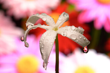 Selective focus on water drops 