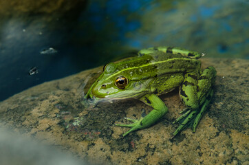 frogi