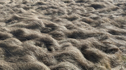 Field of dry brown grass natural background. Horizontal image.