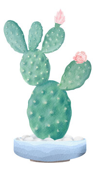 Watercolor painted cactus. Floral illustration. Botany. Watercolor cactus in a pot. Potted cactus illustration. Floristry in watercolor. Cactus illustration