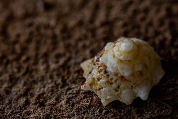 Caracol pontas
