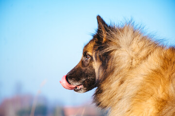 german shepherd dog