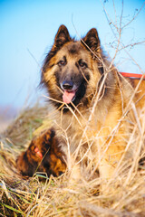 german shepherd dog
