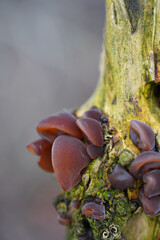 Forest tree mushrooms - edible mushroom Auricularia auricula-judae, known as the Jew's ear, wood ear, jelly ear, pepeao