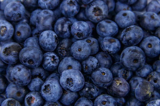 Background of the fresh blueberries