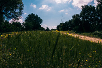 Fototapeta premium dirt road in spring meadow
