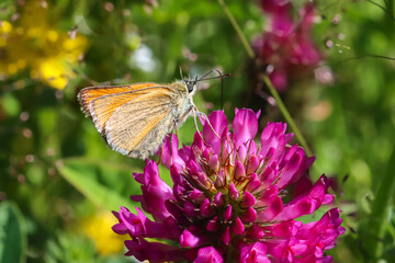 Beautiful butterfly on a red clover, close-up macro shot. Beautiful background for design and desktop