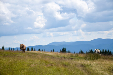 Beautiful landscape of the Carpathian Mountains and cows grazing on the highland meadow on the mountain slopes