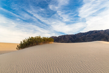 Sand dune, Mesquite sand dunes, in Death Valley, California. Rippled pattern on the sand. Plant on top of rise. Mountains in background; clouds and blue sky above.
