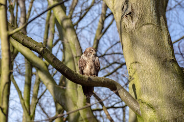 Hawk on a thick tree bough