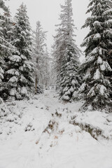 Fir trees with a lot of snow on the branches. Forest in winter