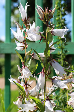 Bell campanula lactiflora alba, beautiful flowers for design.
