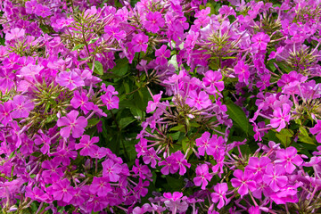 Pink natural small flowers background for design or desktop background