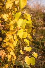 Close up view of autumn grapes leaf as background. Autumn grapes leaf colored by yellow color. Detail texture of the autumn grapes leaf.