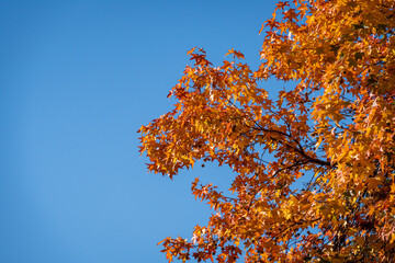 Red and orange autumn leaves of Liquidambar styraciflua, commonly called American sweetgum (Amber tree), set against a blue sky. Sunny winter December day in Sochi. Nature concept for design.