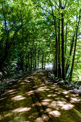 woodland natural environment with green pastures and plants with fir type of trees in summer season