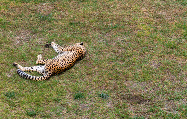 Colorful cheetah feline animals sleeping on grass in natural wildlife habitat