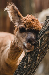 Cute alpaca - obrazy, fototapety, plakaty