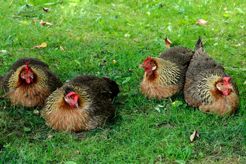 Chickens on green grass in the backyard of the farm. For design, packaging or advertising banner
