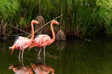 Pink flamingo birds in its natural wildlife habitat
