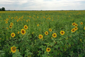 Obraz premium A field with blooming sunflowers. View from the drone. Aerial view of the sunflower field.