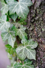 leaves of Common Ivy climbing plant, latin name Hedera Helix, on trunk of deciduous tree