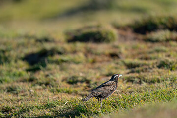 The Long-tailed Meadowlark (Sturnella loyca)