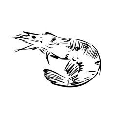 Shrimp line icon in vector hand drawn style isolated on white background